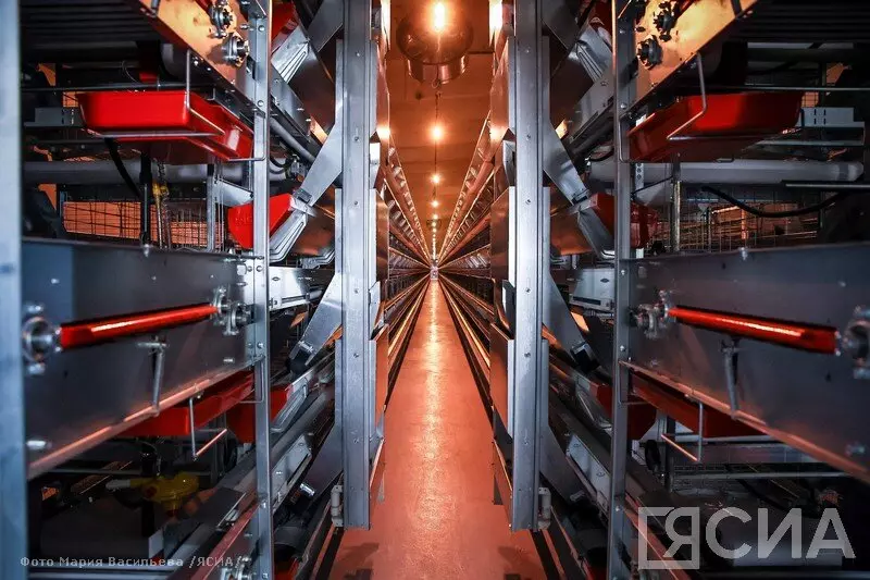 #3 для поста «Якутия: Модернизированный цех открылся на Якутской птицефабрике»