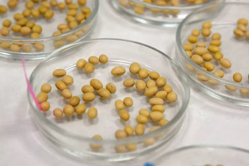 Картинка №3 для «Агротерра: Агротерра открыла завод по производству семян в Курской области»