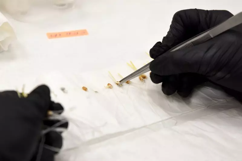 Фото №2 для поста «Курская область: Агротерра открыла завод по производству семян в Курской области»