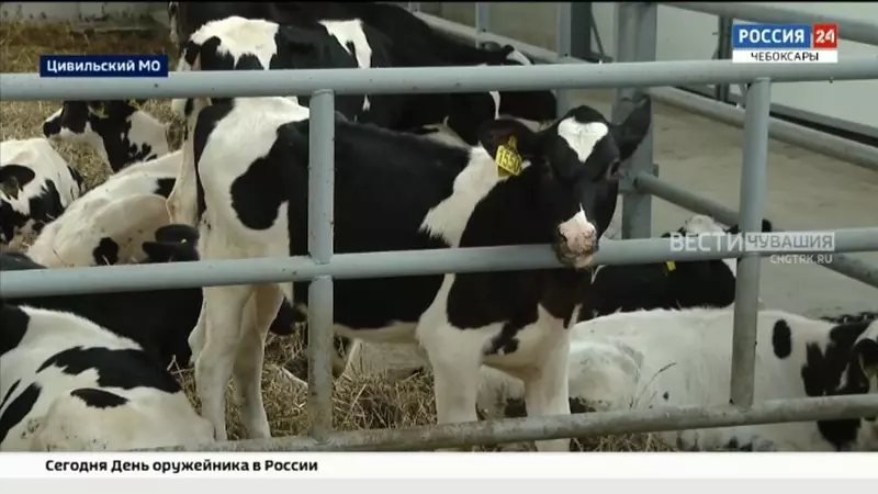 В Цивильском округе Чувашии открыт комплекс по выращиванию телят на 720 голов