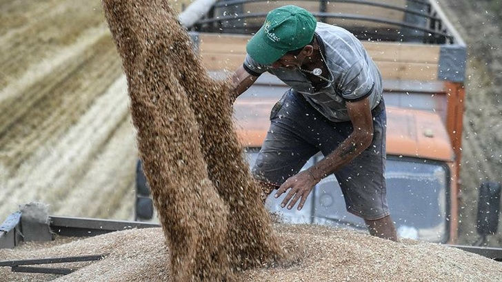 В Крыму собрали рекордный урожай зерновых. Первый пошёл