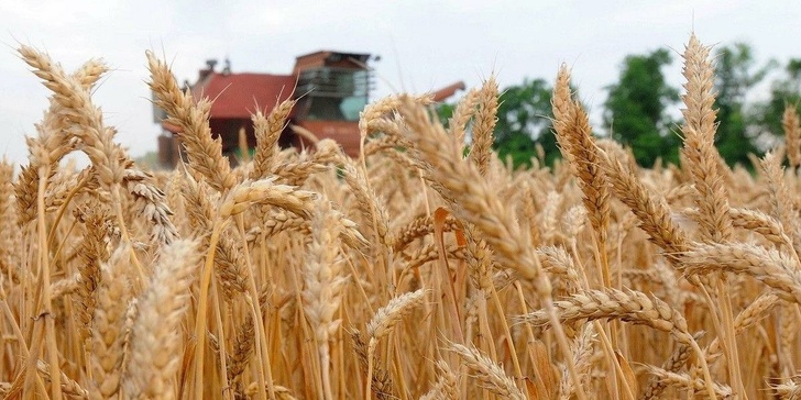 Кубань первая в России полностью перешла на отечественные семена пшеницы