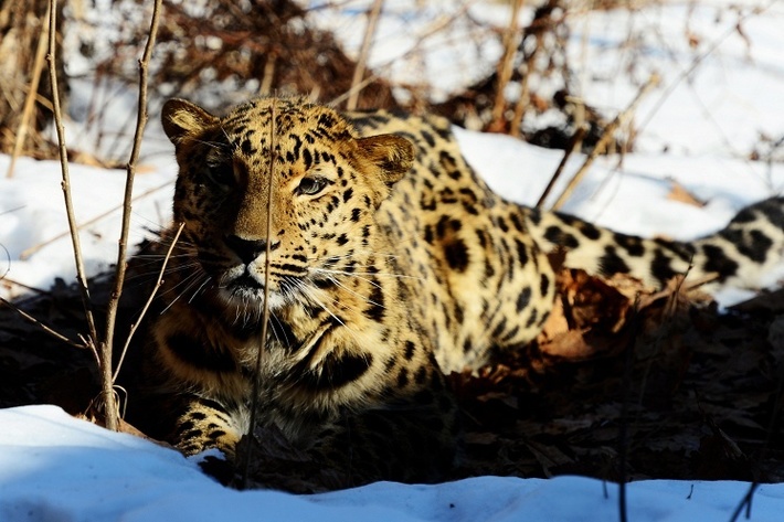 Дальневосточный леопард