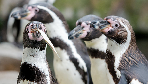 Пингвины в зоопарке. Архивное фото