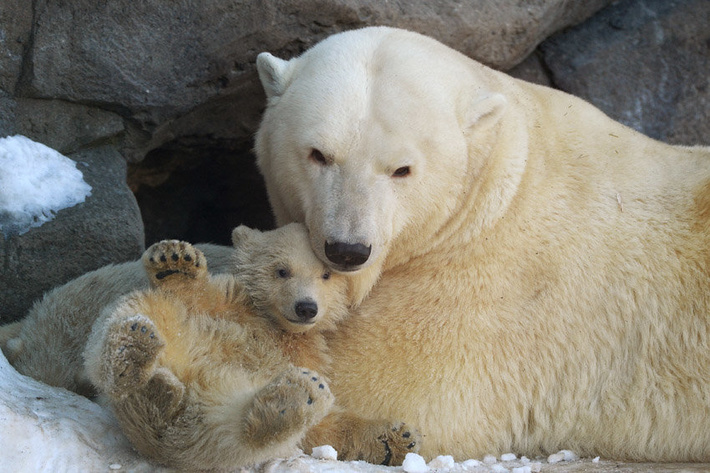 Медвежата, потерявшие родителей до двух лет, в дикой природе не выживут. Им нужна помощь человека. Фото: РИА Новости