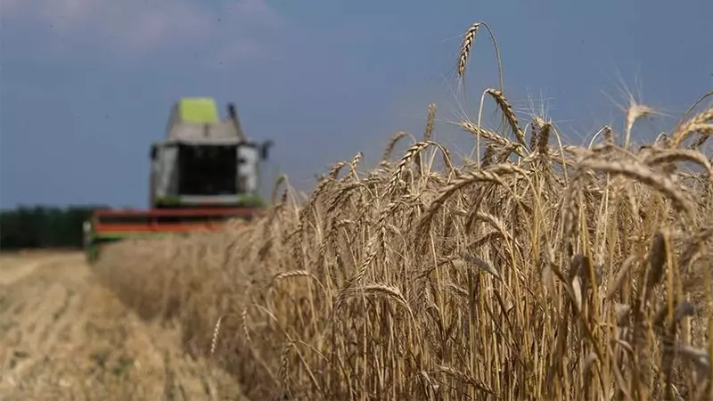 Хлеб новых территорий идёт в закрома Родины