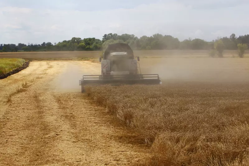 На Кубани собран рекордный урожай пшеницы