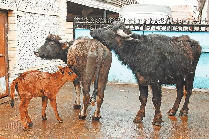 Изображение №2 для статьи «животноводство: В Дагестане открыли первую буйволиную ферму»