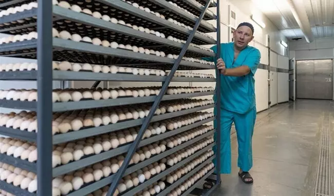На птицефабрике Сибагро в Кемеровской области получило первое инкубационное яйцо