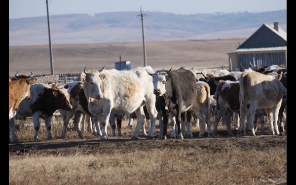 В стаде сейчас порядка 150 коров, 60 из которых — дойные; предпочтение животновод отдает морозостойким породам