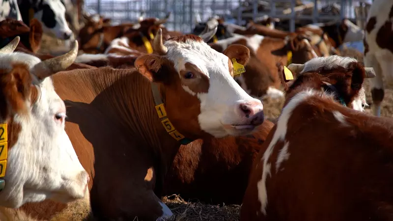 3 для поста «Амурская область: В Амурской области открыта новая молочная ферма»