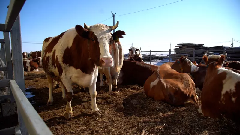 Фото #4 для поста «сельское хозяйство: В Амурской области открыта новая молочная ферма»