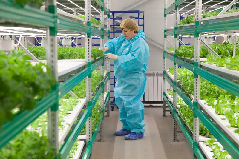 Иллюстрация #3 для новости «Амурская область: В Амурской области на комбинате Тепличный запущена новая салатная линия»