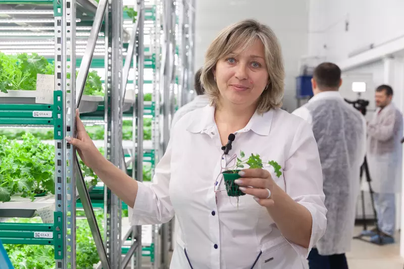 Фото 4 для поста «сельское хозяйство: В Амурской области на комбинате Тепличный запущена новая салатная линия»