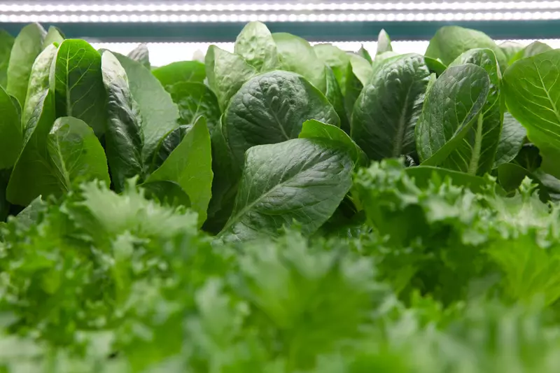 Картинка #5 для поста «Дальний Восток: В Амурской области на комбинате Тепличный запущена новая салатная линия»