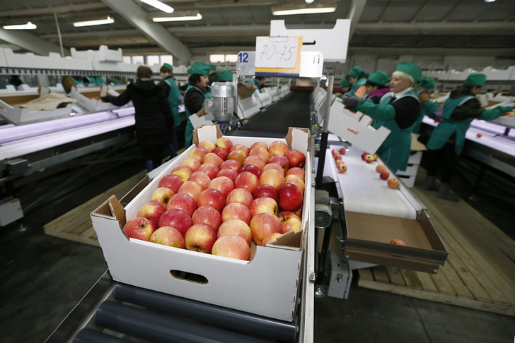 Комплекс по товарной обработке фруктов открыт в Краснодарском крае