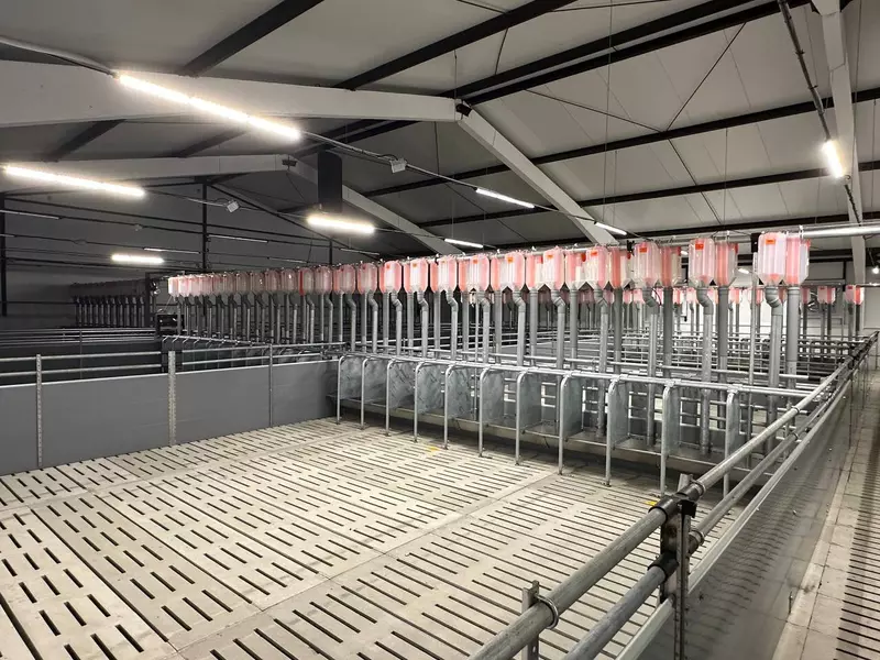 Фото №2 для «свинокомплекс: Новую свинотоварную ферму открыли в Кочубеевском округе Ставропольского края»