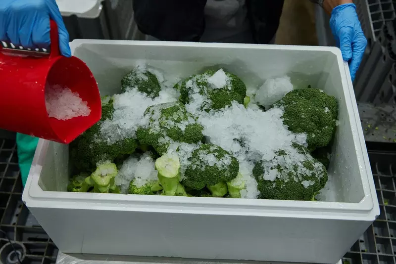 Картинка #4 для «пищевая промышленность: В Тульской области запущен комплекс по выращиванию и переработке гороха и фасоли»