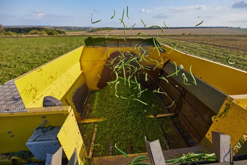 Изображение №3 для статьи «Тульская область: В Тульской области запущен комплекс по выращиванию и переработке гороха и фасоли»