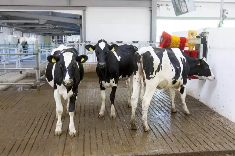 Картинка 2 для публикации «производство молока: На молочном комплексе Яново в Алтайском крае заработала установка Карусель»