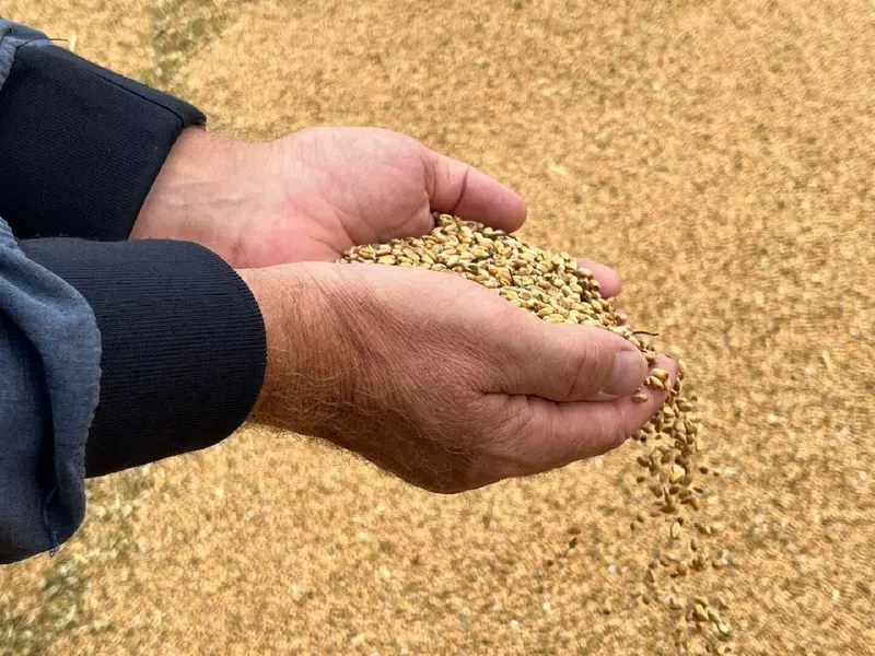 В Московской области собран лучший урожай зерновых после 1991 года