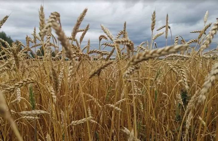 В Мордовии собрали рекордный урожай зерновых
