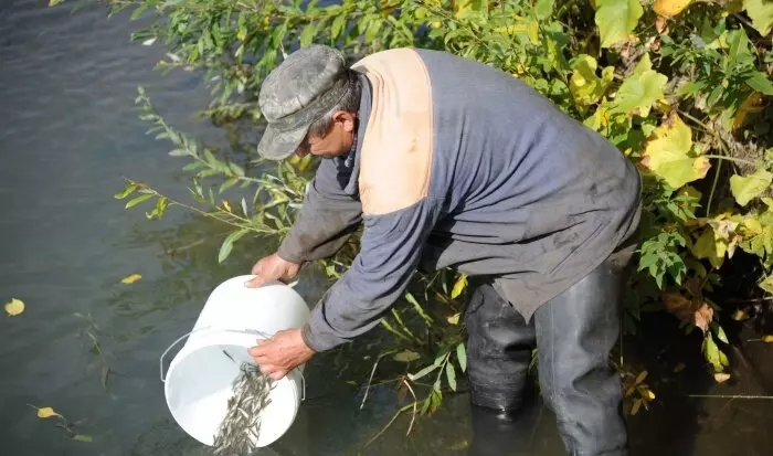 14 5 млн мальков рыбы выпустили в волгоградские реки и озера в 2025 году