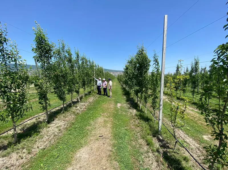 Изображение 1 для поста «Агропром и пищевая промышленность: Компания Полоса завершила закладку крупного грушевого сада в Дагестане»