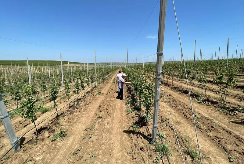 Картинка #2 для новости «плодовые культуры: Компания Полоса завершила закладку крупного грушевого сада в Дагестане»