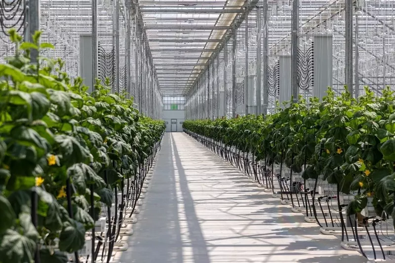 Фото #1 для статьи «Новые и модернизированные предприятия агропрома: На Сахалине открыли самый современный в ДФО тепличный комплекс»