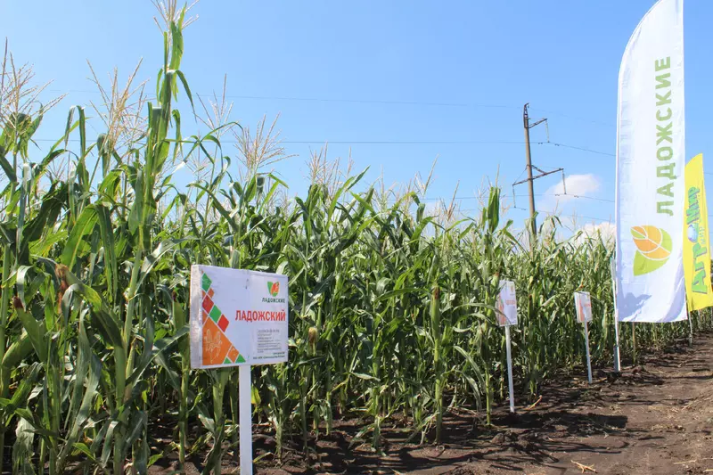 Семеноводство Кубани