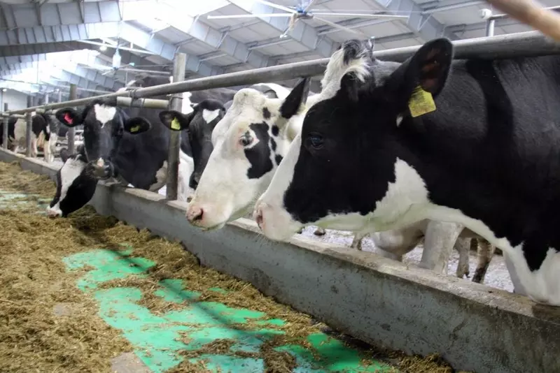 Иллюстрация #2 для «производство молока: Во Владимирской области открылся новый животноводческий комплекс на 780 голов КРС»