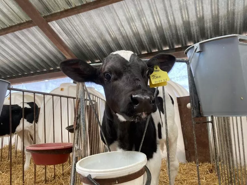 4 для публикации «сельское хозяйство: Во Владимирской области запущен молочный комплекс на 1200 голов КРС»