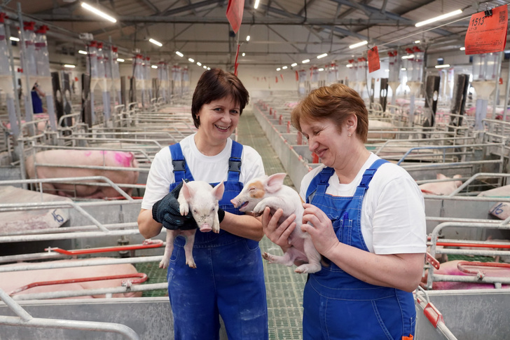 В Калининградской области запущен свиноводческий комплекс «Правдинское Свино Производство-2»
