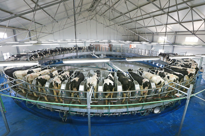 Более 750 голов высокопродуктивного скота поставили калининградские сельхозпроизводители в регионы России