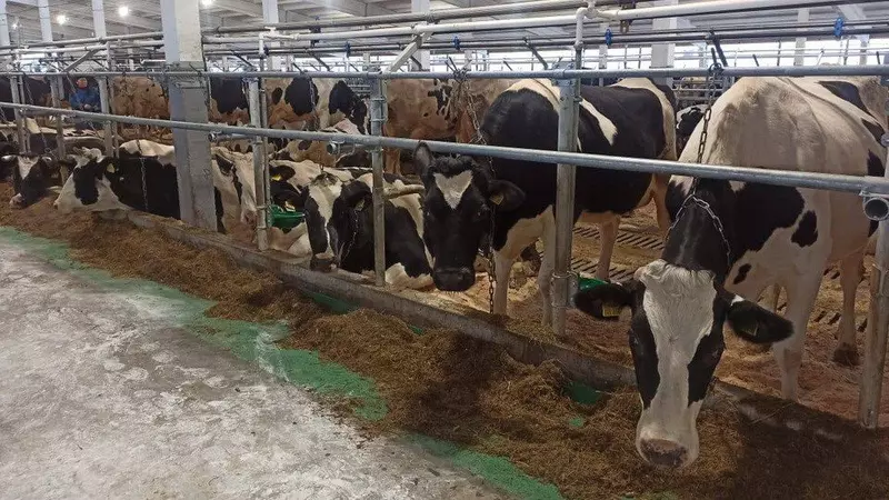 В Ленобласти реконструирован молочный комплекс Рябовский