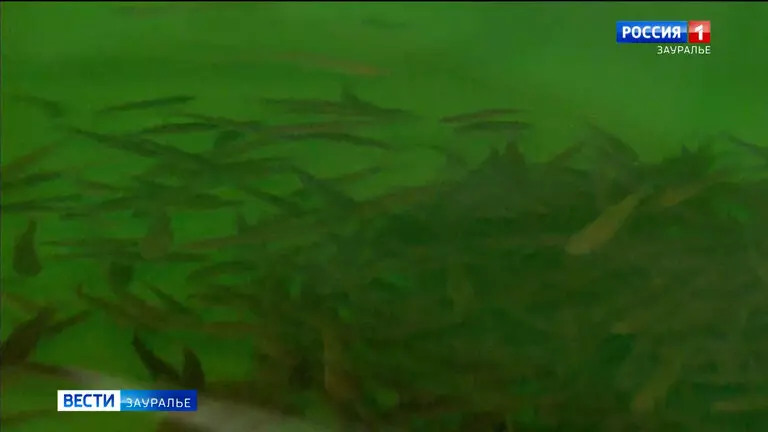 В Курганской области ввели в эксплуатацию инкубационный цех по разведению ценных пород рыб