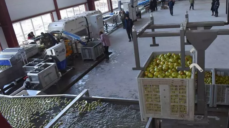 Брянский сад запустил в работу новый комплекс по сортировке яблок