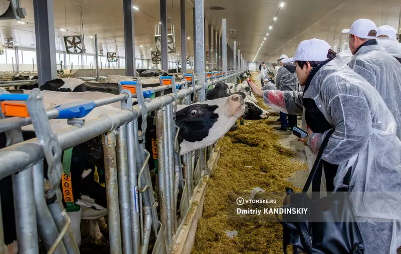 15 для статьи «Самая крупная молочная ферма открылась в Томской области»