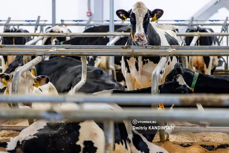 №7 для статьи «Самая крупная молочная ферма открылась в Томской области»