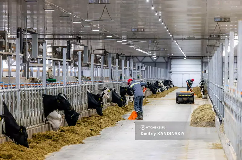 Фото 8 для поста «Самая крупная молочная ферма открылась в Томской области»