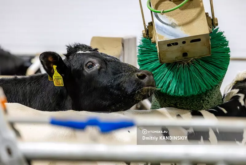 Изображение 11 для «Самая крупная молочная ферма открылась в Томской области»