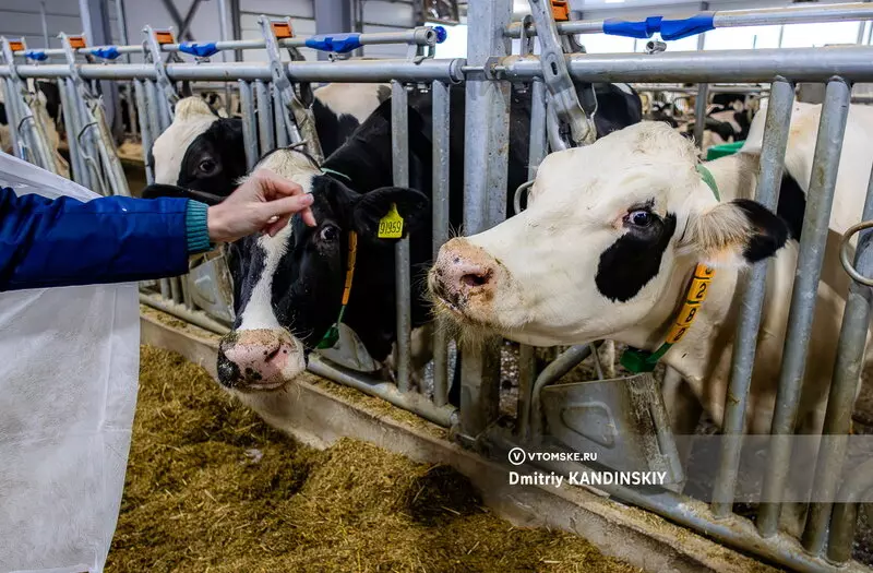 Фото №13 для публикации «Самая крупная молочная ферма открылась в Томской области»