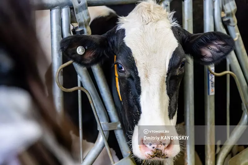 Изображение #4 для статьи «фермы: Самая крупная молочная ферма открылась в Томской области»