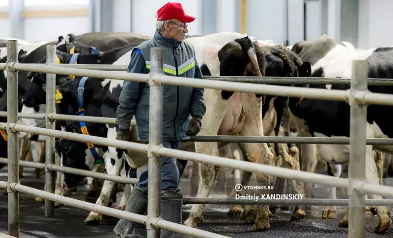 Изображение №10 для «Самая крупная молочная ферма открылась в Томской области»