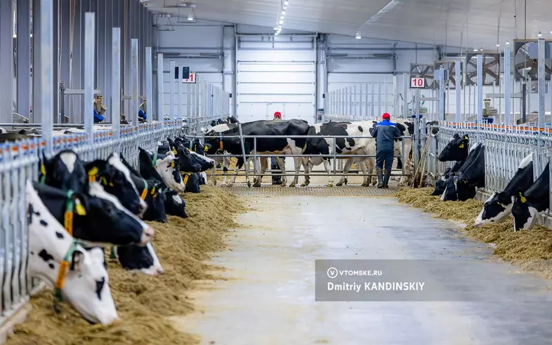 Фото №6 для «Самая крупная молочная ферма открылась в Томской области»