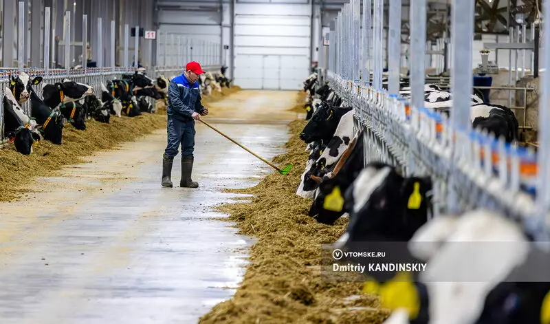 Изображение №3 для новости «животноводство: Самая крупная молочная ферма открылась в Томской области»