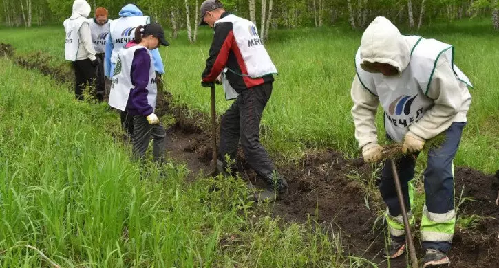 ЧМК высаживает 100 тысяч сосен в Челябинской области