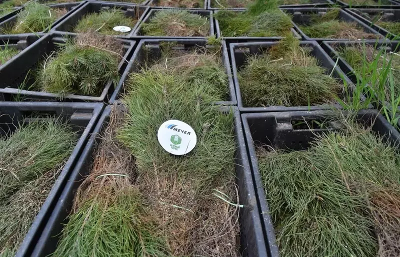 2 для статьи «Челябинск: ЧМК высаживает 100 тысяч сосен в Челябинской области»