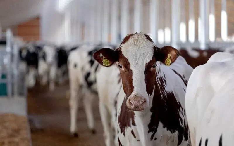 В Омской области запущен модернизированный молочно товарный комплекс